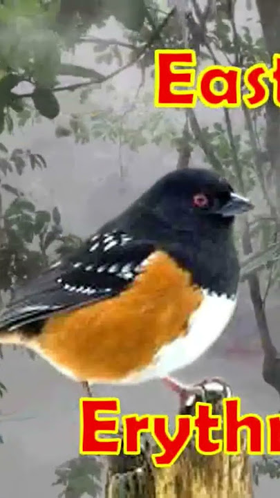 Burung Eastern Towhee