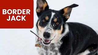 Border Collie Jack Russell Terrier Mix AKA Border Jack
