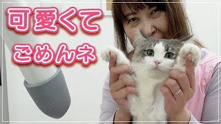 【ソフィーちゃん】毎月お母さんがお風呂に入れてくれるので全く怖くないよ【NFC】 by キャットグルーマーTV 52,786 views 4 months ago 15 minutes