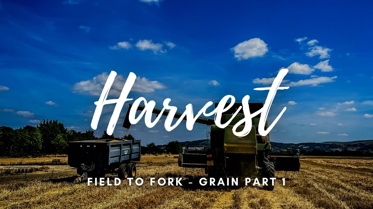Field to Fork - Harvesting Grain in a Combine - Hunter Gatherer Cooking HGC
