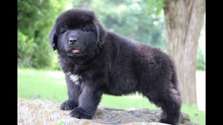 Cash the Newfie Puppy at 7 weeks old