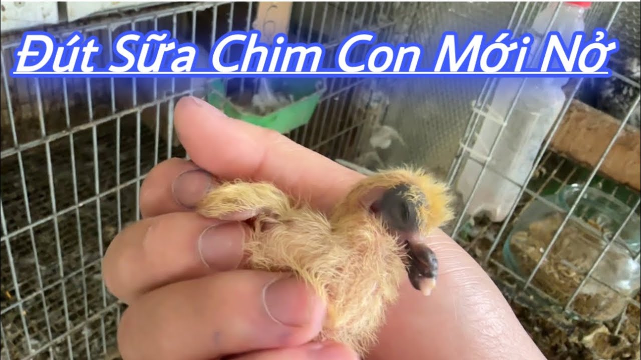 Hướng Dẫn Cách Nuôi Chim Bồ Câu Con Mới Nở khi chim bố mẹ ko có sữa | Bồ Câu Mondain