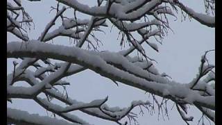 Frank Bridge 'Rosemary' - Rob Colley Piano