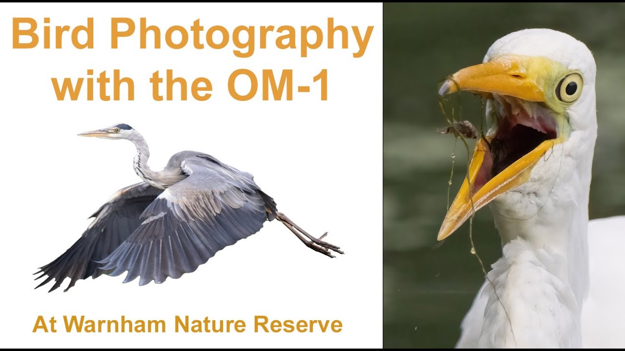 Фотографирование птиц с помощью OM-1 в заповеднике Уорнхэм