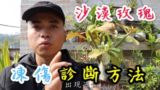 【天天小花農】沙漠玫瑰，最怕冷代表植物，凍傷後的病徵如何診斷，千萬別錯過！