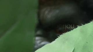 Gorilla Attack!!!!   Perils of the Lost Jungle