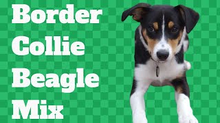 Border Collie Beagle Mix: Pros, Cons, Health, Nutrition, Training