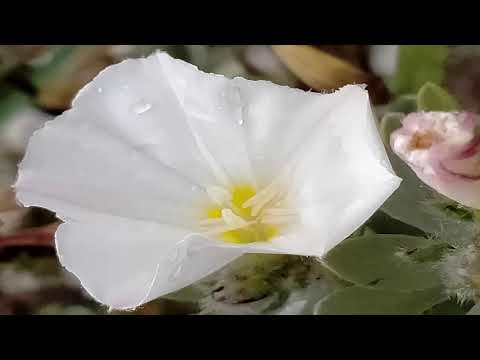 Dido - White Flag / 1 hour music