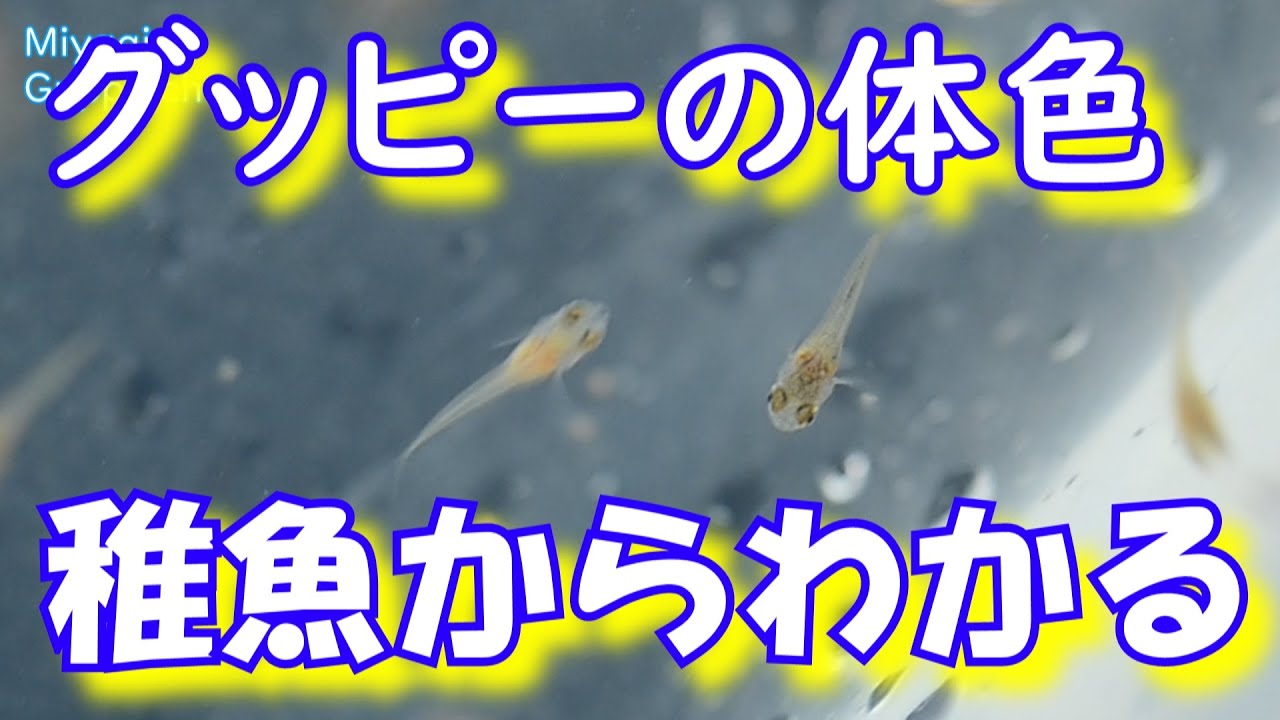 グッピーは稚魚から体色が分かる こうやって見分けています Youtube