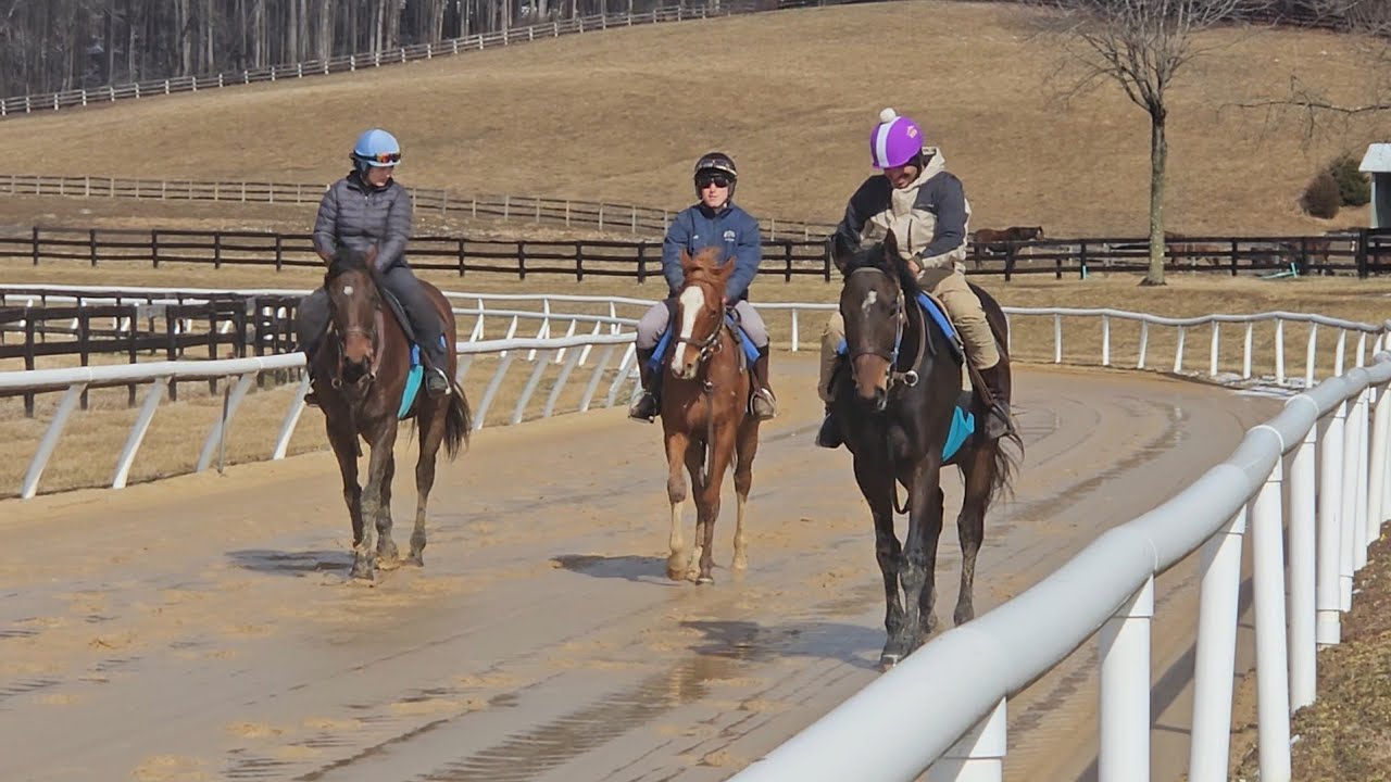 Newly turned 2 yo's 23 Dirigo (rail) and Gallo (chestnut) return to ...
