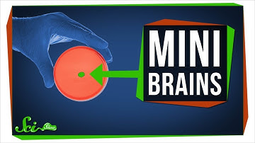 What Growing Mini Brains Has Taught Us, And What