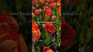 The Canadian Tulip Festival in Ottawa Feels Unreal 🌷 | Why Everyone Visits in the Spring!