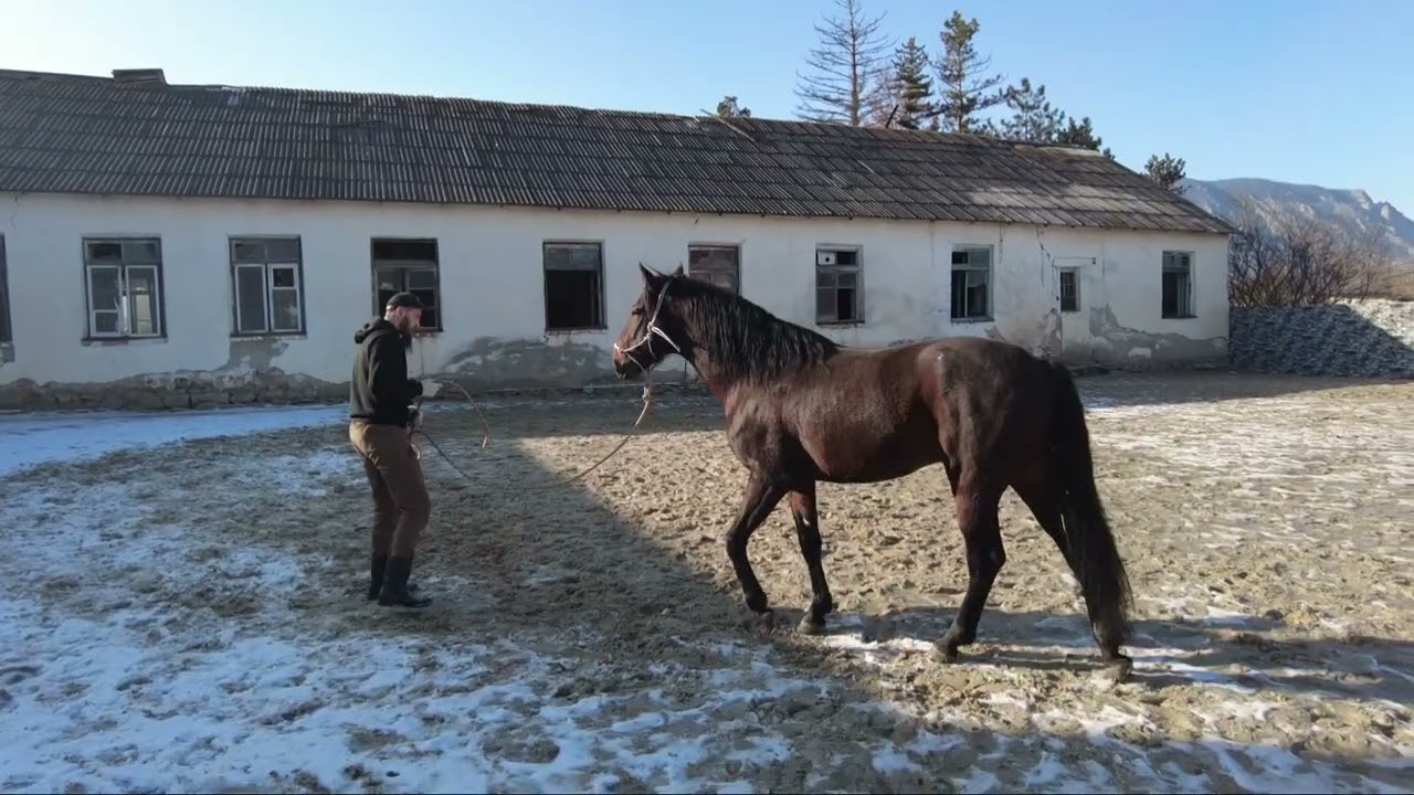 Жеребец  кусается и встаёт на дыбы                                        