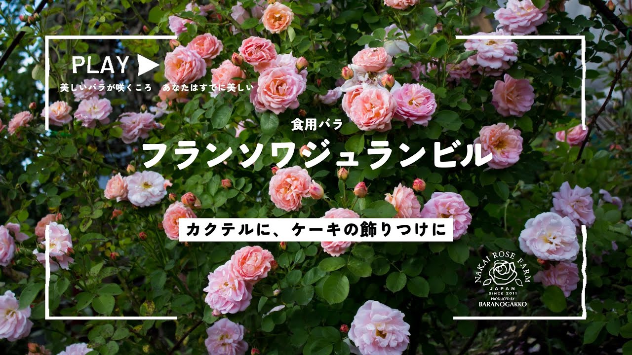 食用バラ品種紹介シリーズ「フランソワジュランビル」成長の様子は