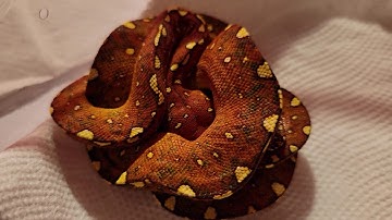 2020 Biak green tree python #20vo04