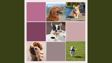 Simplistic Moods for Lazy Puppy Afternoons