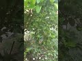 Mostrando diferentes plantas del jardín de la abuelita choncha antes de limpiarlo/Isabelvalencia