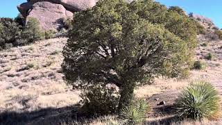 Achenbach Canyon, New Mexico