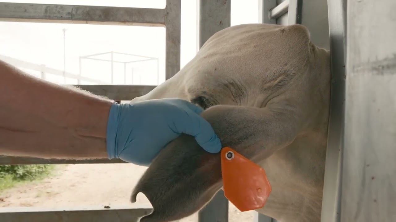 Controlling buffalo fly with Elanco’s insecticidal ear tags - (Co Ral Plus, Cylence Ultra & Patriot)