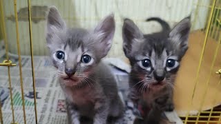 Meet Our Adorable New Arrivals: Introducing Our Newly Born Kittens | PART3