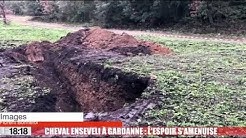 Cheval enseveli à Gardanne : l'espoir s'amenuise