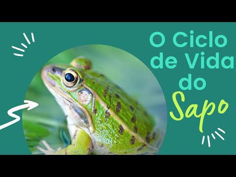 O Ciclo de