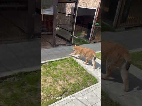 Lynx Marsel Went
