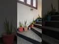 Diy hanging planter🪴for stairs area #gardening #di#diyplants #terracegarden