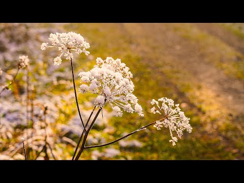 Video Video thư giãn - phong cảnh đẹp - violon bình tĩnh và... - youtube