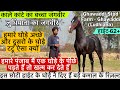 लुधियाना का काले कांटे का बच्चा जगवीर इस घोड़े ने लोगो को चौकाया हैं अपने रिजल्ट से !