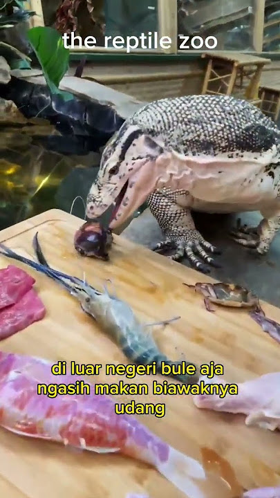 $179/ekor⁉️ Harga Biawak di Situs Jual Beli Hewan Amerika #shorts