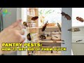Tips to Get Rid of the Most Common Pantry Pests