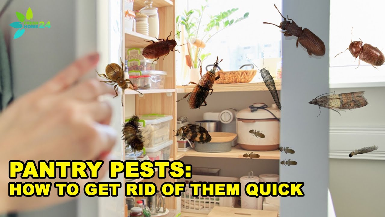 6 Tips on How to Get Rid of Pantry Bugs & Pests