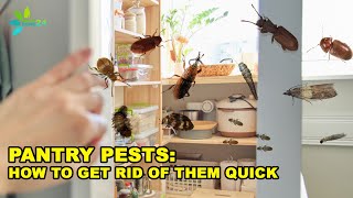 Tips to Get Rid of the Most Common Pantry Pests