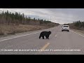 BLACK BEAR encounter