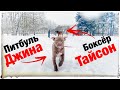 МЕГА МИКС !!! Питбуль Джина щенок и Боксёр Тайсон