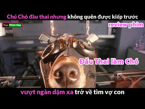 Đầu Thai làm Chó và cái Kết – review phim Chú Chó Fluke