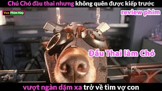 Đầu Thai làm Chó và cái Kết - review phim Chú Chó Fluke