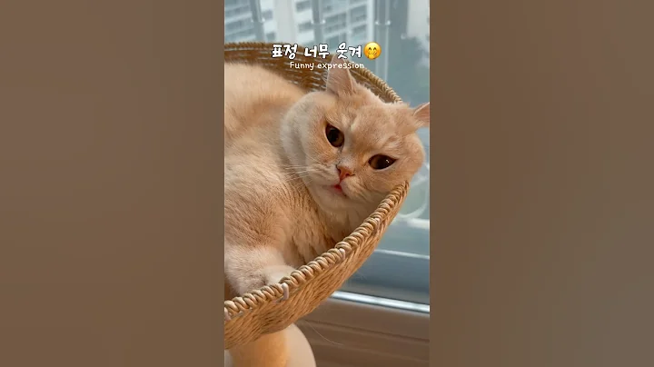 Watch the video about Songi always looks ugly when she's sleepy #munchkin #cat #cat #munchkin #munchkin