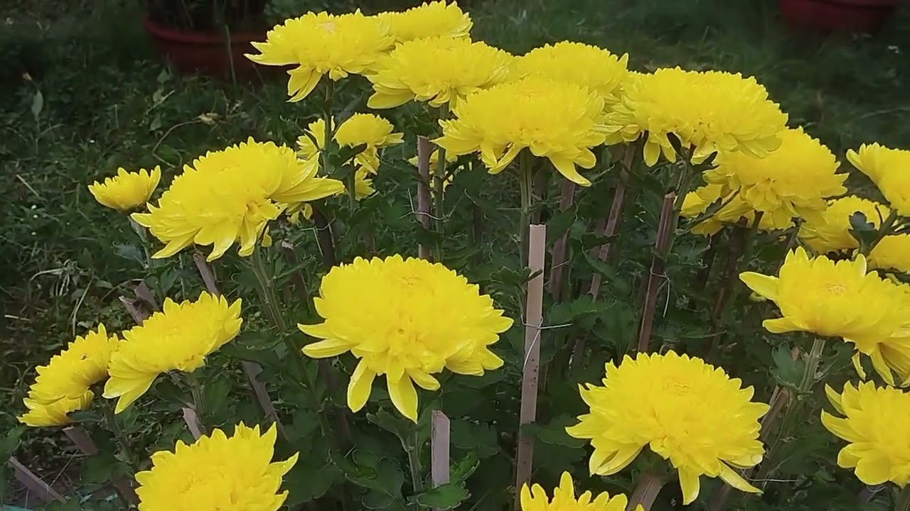 Hành trình trồng hoa cúc Tết 2026@BìnhĐoàn-u4w 