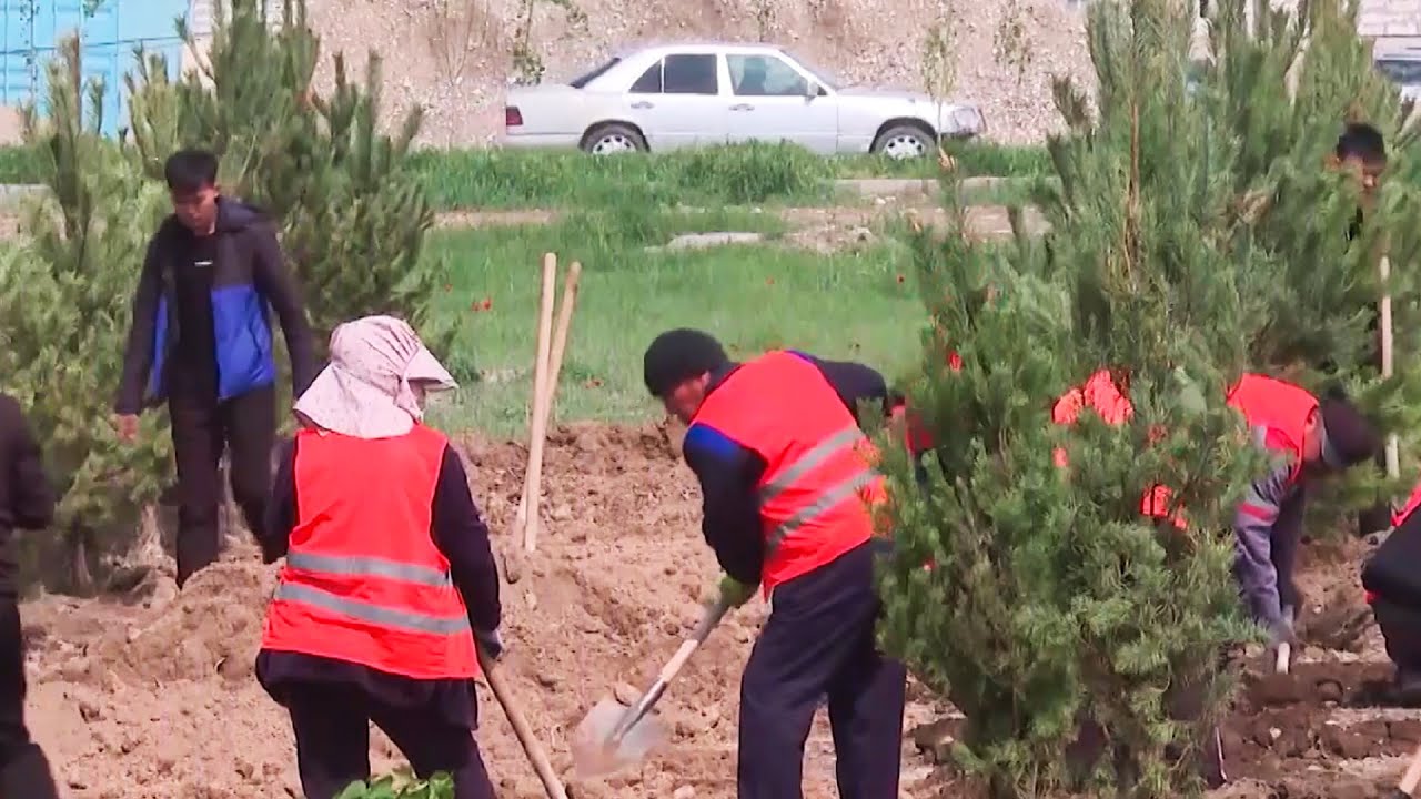 Более 40 тысяч деревьев посадят в Таразе в рамках акции «Чистый Казахстан»