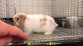 九州うさぎclub 激カワbaby Youtube