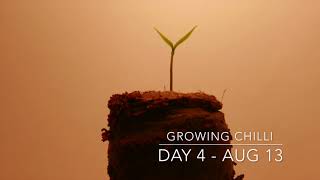 Start Growing Chilli in a tent with LED