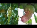 Strangest Tree and Plant Species You Don't Believe are Real