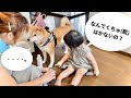 散歩に行こうとする柴犬を見た娘のなんでなんで発言が止まらない