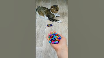 Cat Barsik Beads 🌈🎈 Reverse Video #revoflip #cat #reverse #shorts