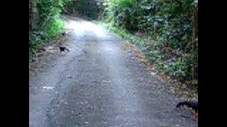 Siamese Fireback at Sakerat Biosphere Reserve, Thailand
