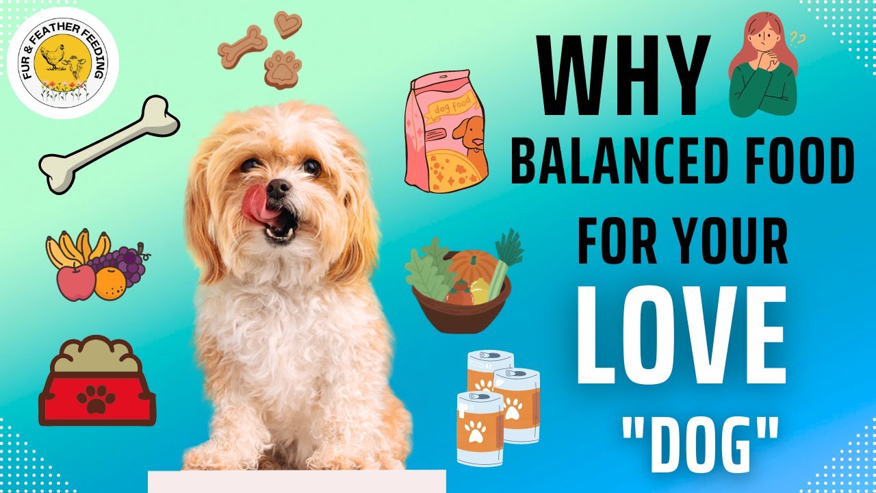 Why Balanced Food for Love "Dog" all about dog food rice good for