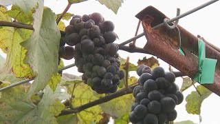 California Winegrape industry makes changes with vineyard mapping project