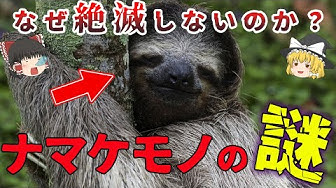 ナマケモノ Youtube